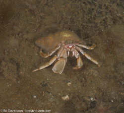 BD-100417-Lysekil-4174990-Pagurus-bernhardus-(Linnaeus.-1758)-[Hermit-crab.-Eremitkrabba].jpg